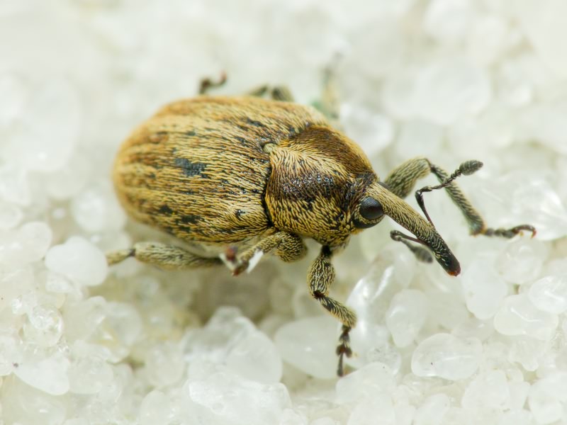 Sibinia pellucens (Scopoli, 1772)